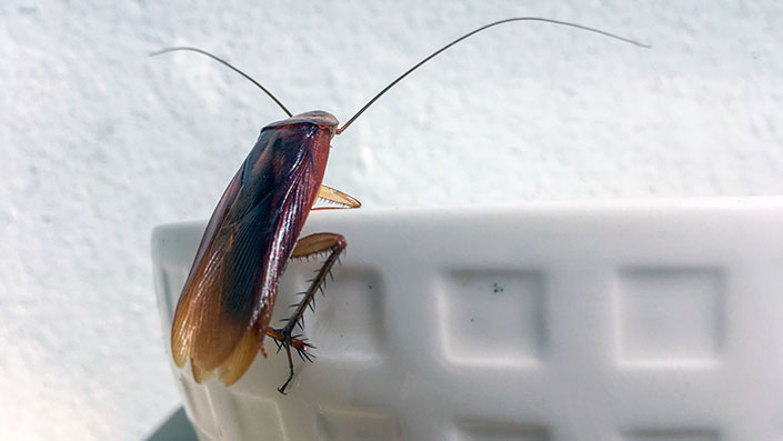 cockroach climbing into bowl