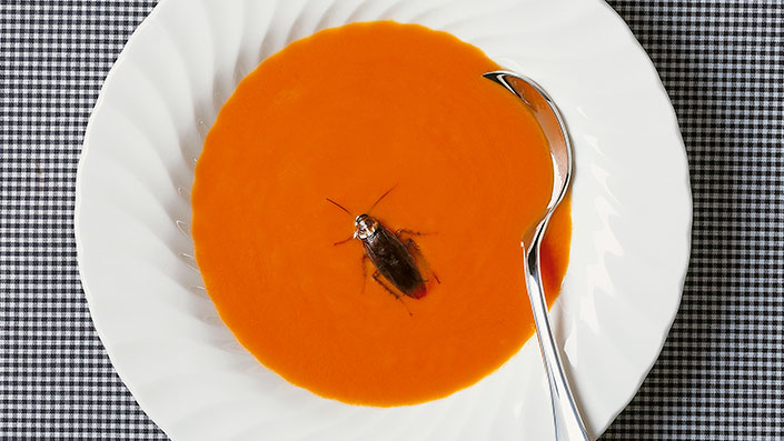cockroach in a bowl of soup